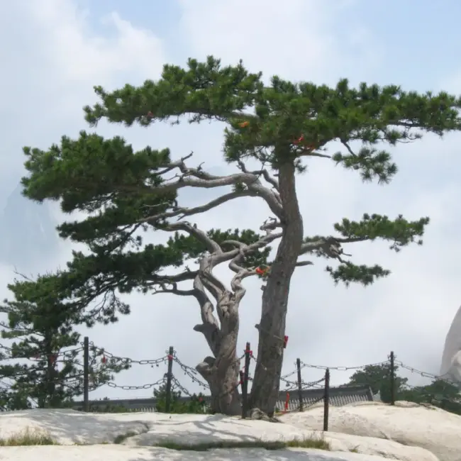 Chinese Southern / Red Pine Seeds - Image 4