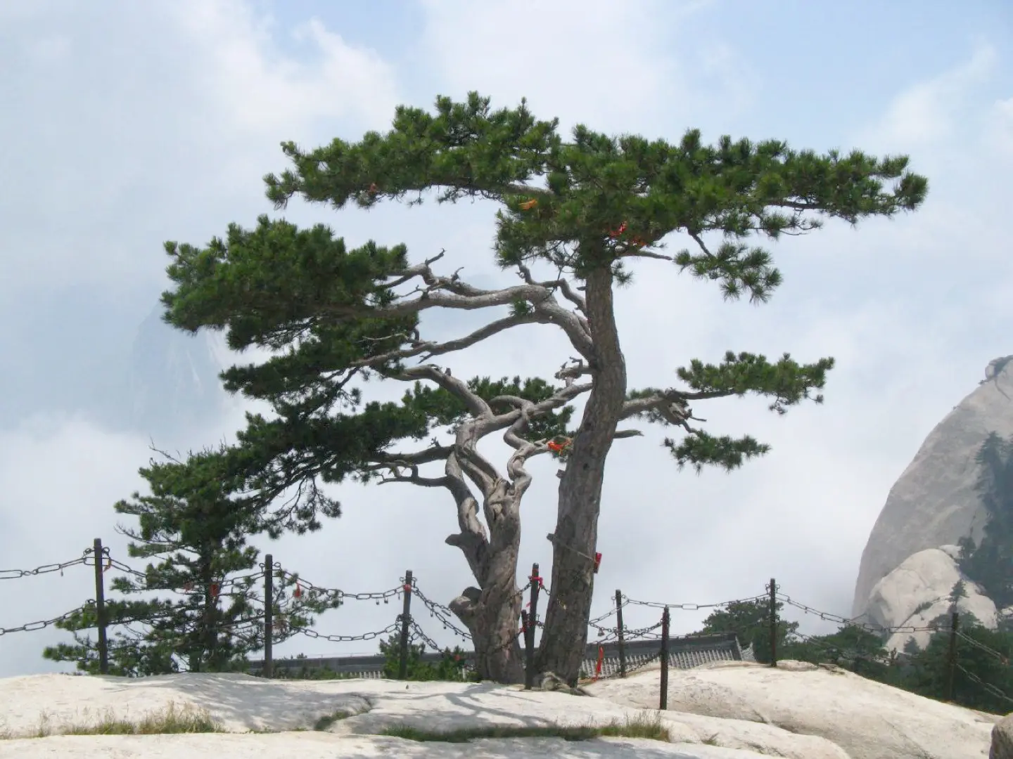 Chinese Southern / Red Pine Seeds - Image 4