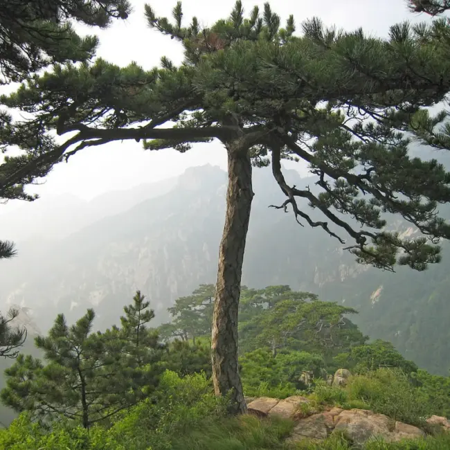 Chinese Southern / Red Pine Seeds - Image 3
