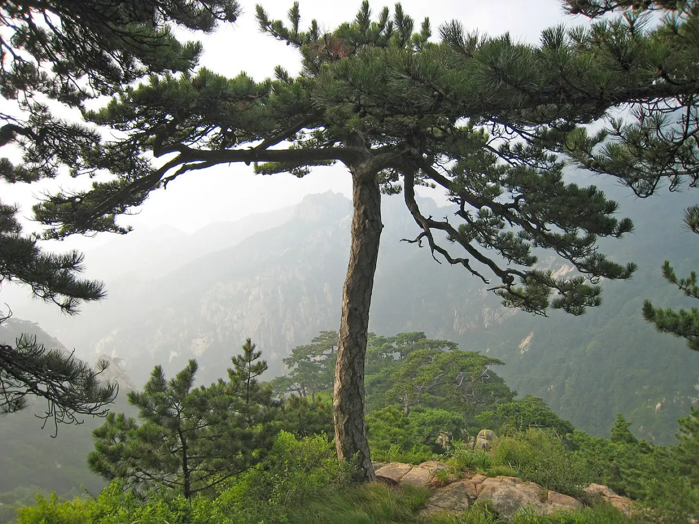 Chinese Southern / Red Pine Seeds - Image 3