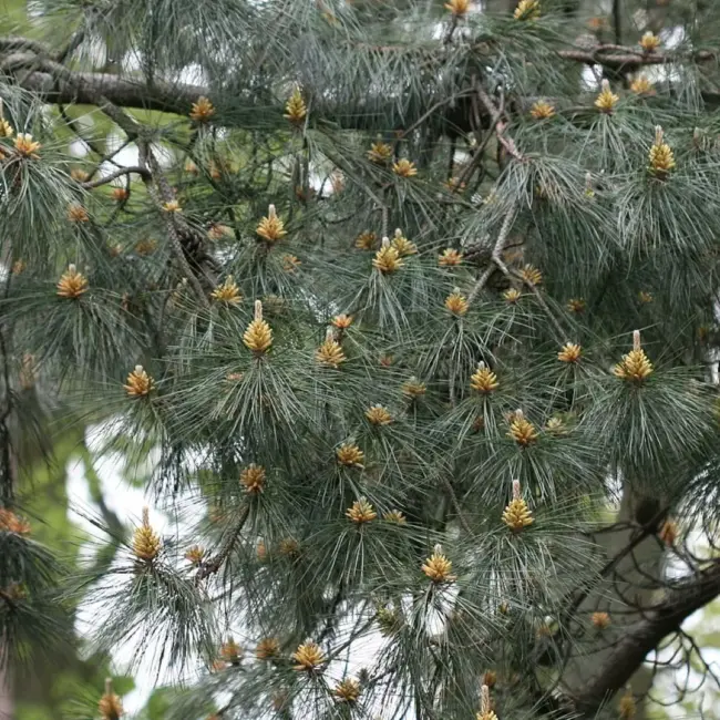 Chinese Southern / Red Pine Seeds - Image 5