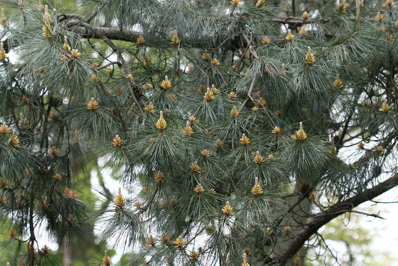 Chinese Southern / Red Pine Seeds - Image 5