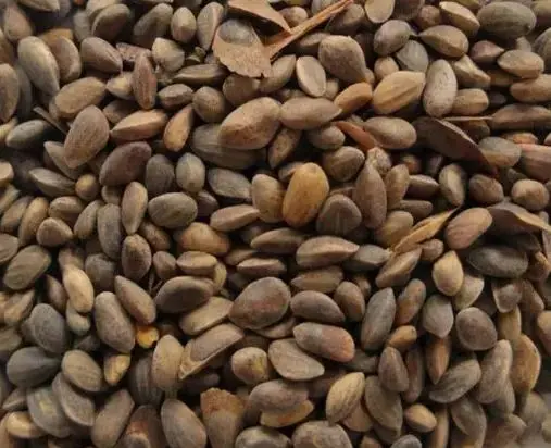 Pinus tabuliformis seeds - Chinese Red Pine Seeds