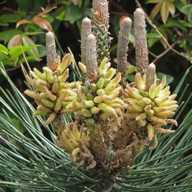 Japanese Black Pine Seeds - Image 3