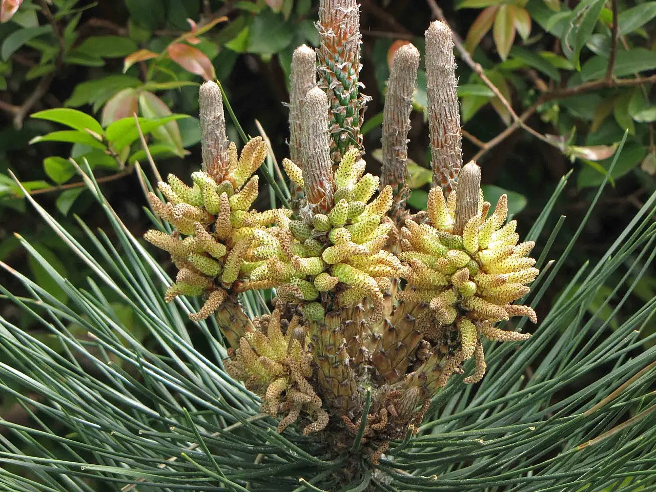 Japanese Black Pine Seeds - Image 3