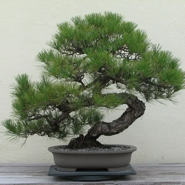 Japanese Black Pine Seeds - Image 2