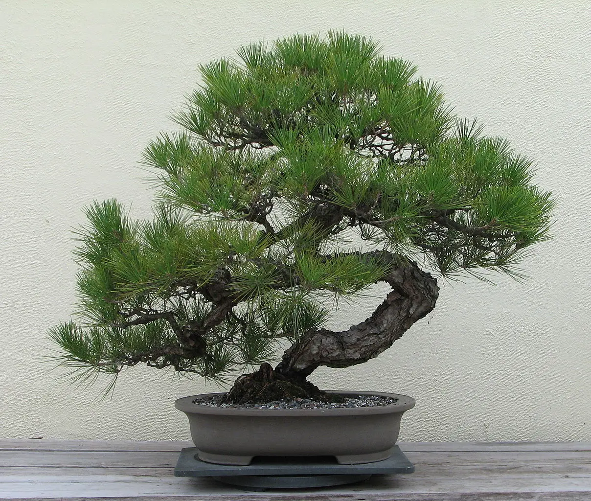 Japanese Black Pine Seeds - Image 2