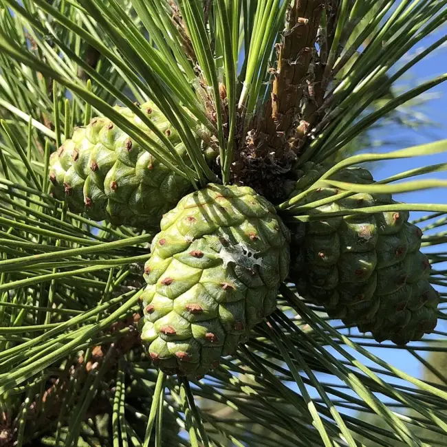 Japanese Black Pine Seeds