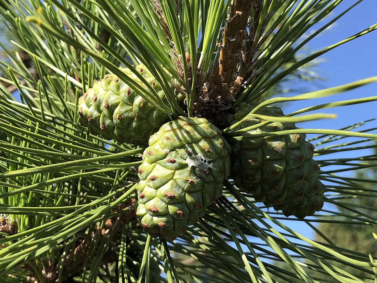 Japanese Black Pine Seeds