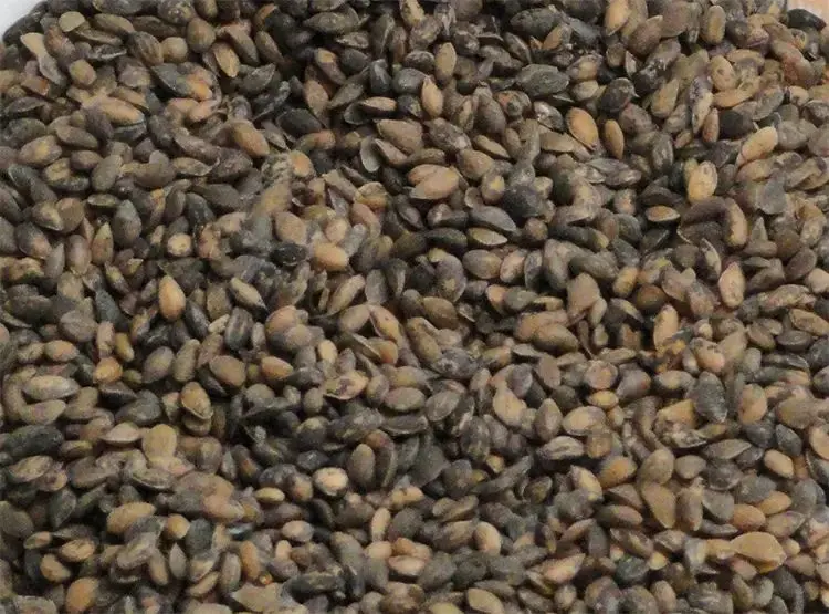 Pinus yunnanensis - Yunnan Pine Tree Seeds