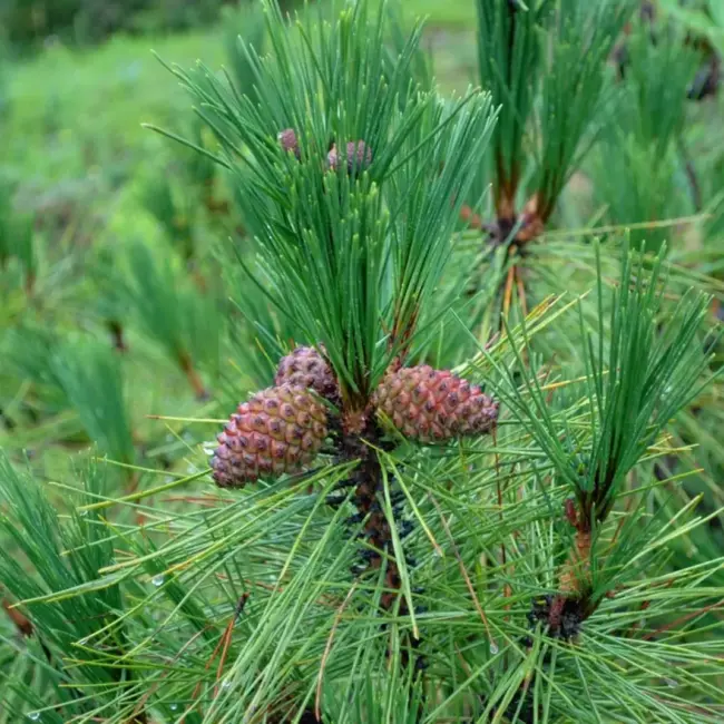 Pinus yunnanensis - Yunnan Pine Tree