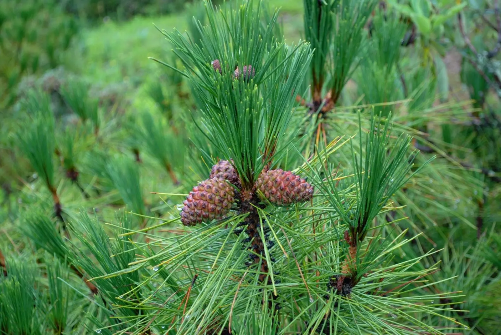 Pinus yunnanensis - Yunnan Pine Tree