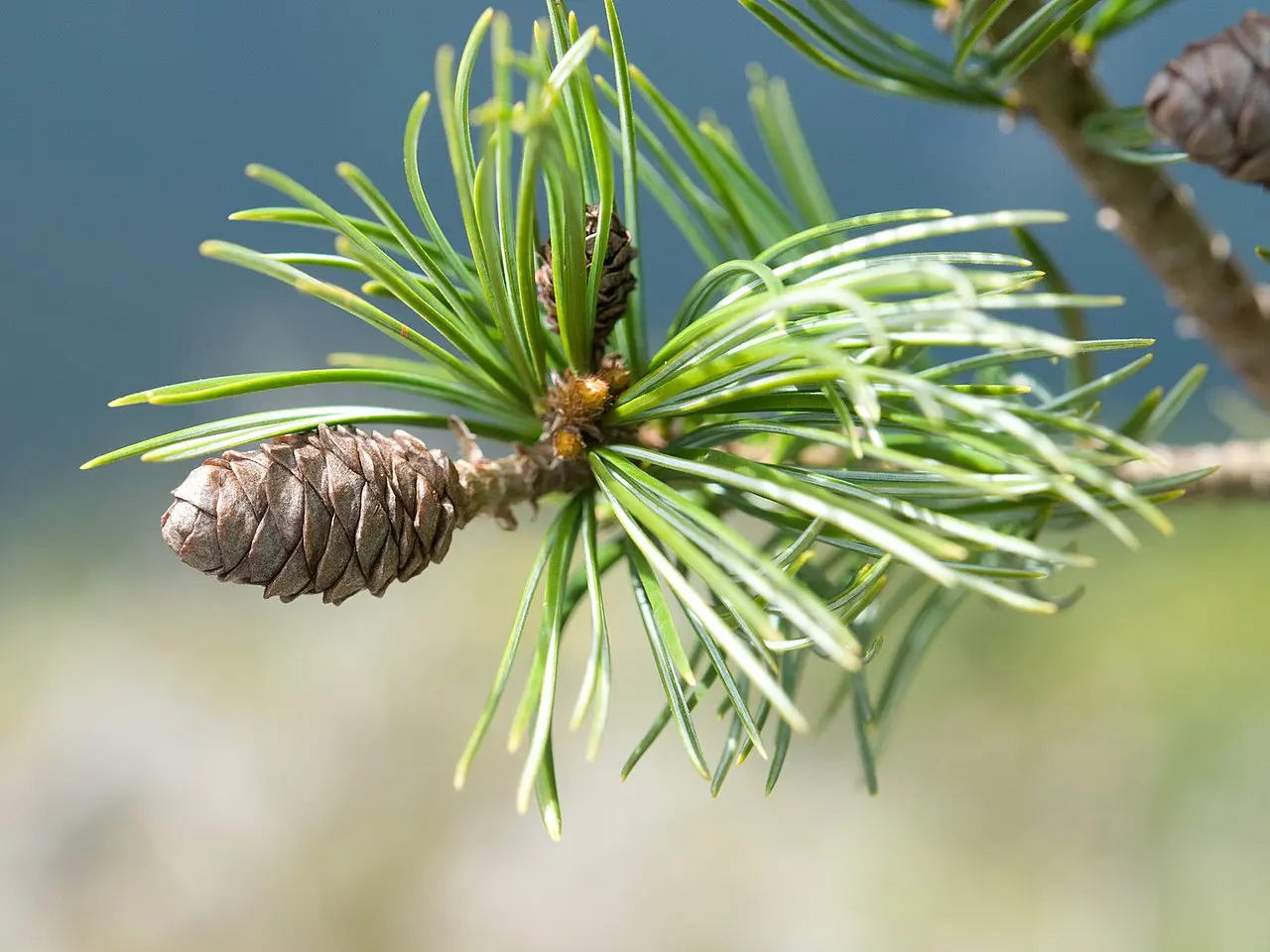 Chinese White Pine Seeds