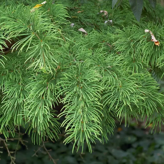 Golden Larch Seeds - Image 2