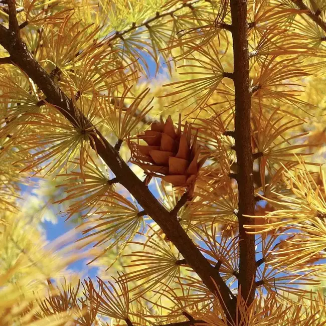 Golden Larch Seeds