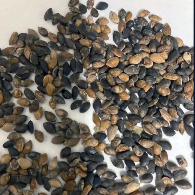 Scots Pine Seeds - Image 8