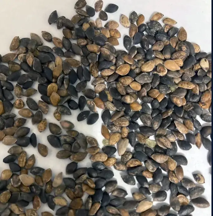Scots Pine Seeds - Image 8