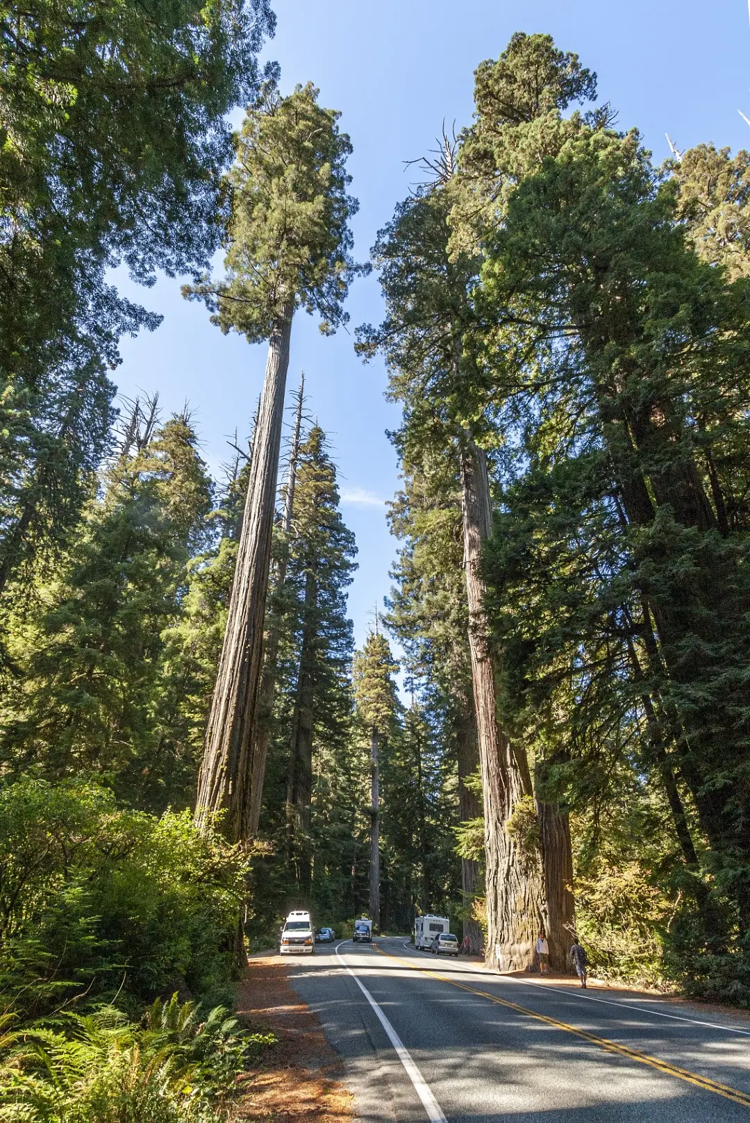 Coast Redwood Seeds - Image 2