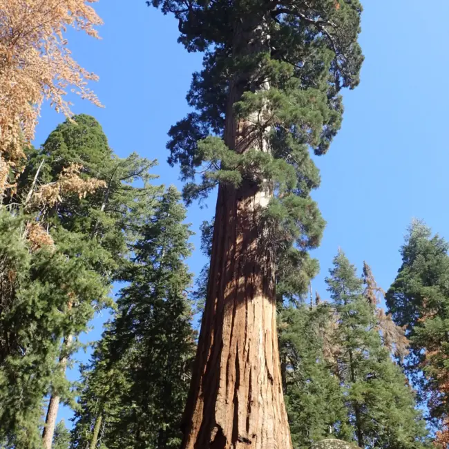 Giant Redwood Seeds - Image 4
