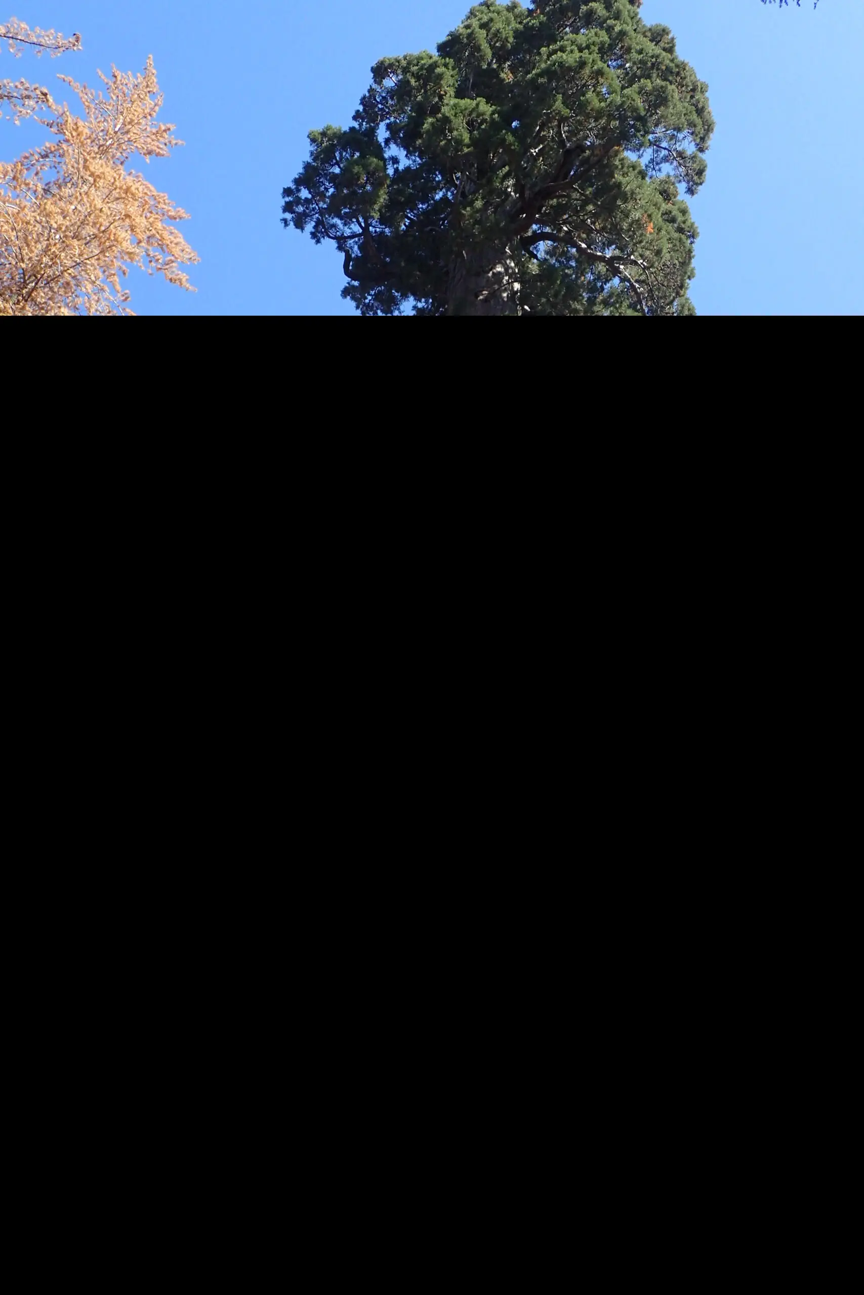 Giant Redwood Tree - Sequoiadendron giganteum