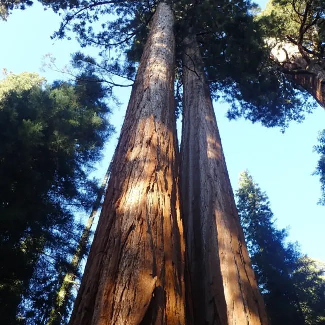 Giant Redwood Seeds - Image 5