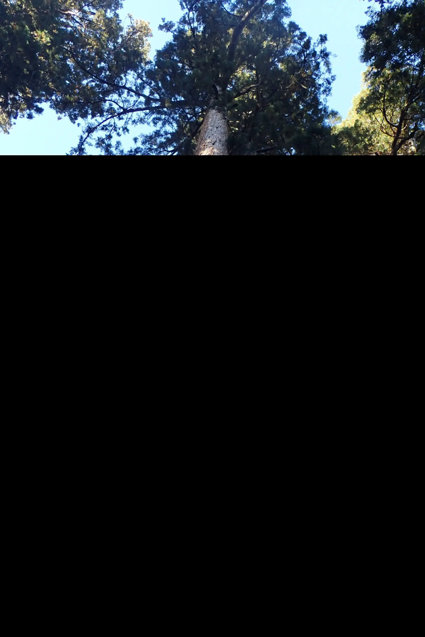 Giant Redwood Tree - Sequoiadendron giganteum