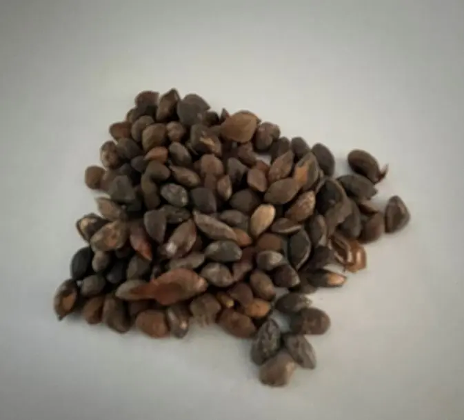 Slash Pine Seeds
