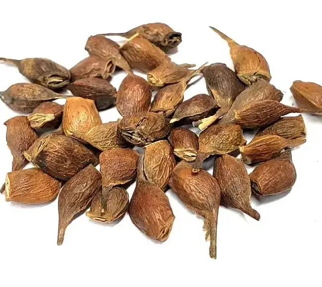 Sugar Maple Seeds - Image 5