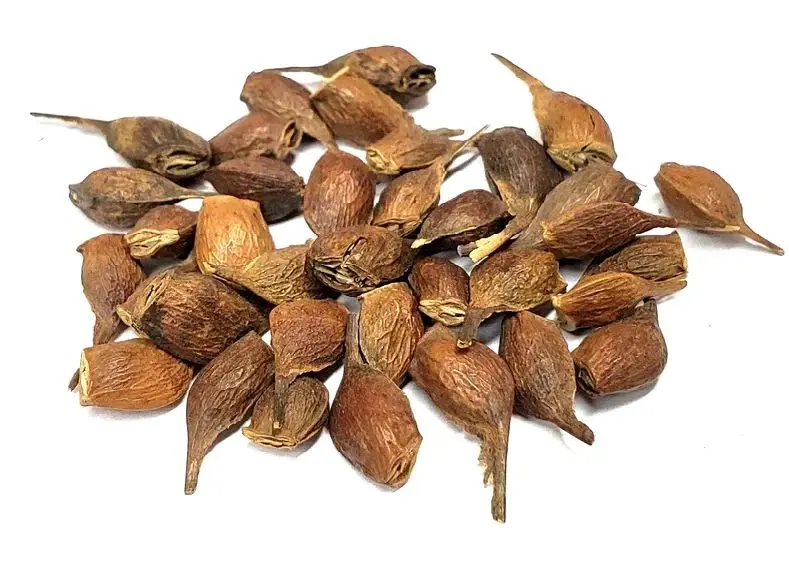 Sugar Maple Seeds - Image 5
