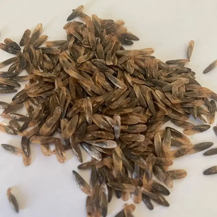 Sweet Gum Seeds