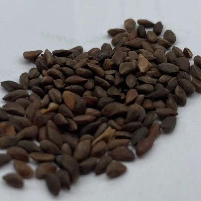 Picea wilsonii - Wilson Spruce Seeds