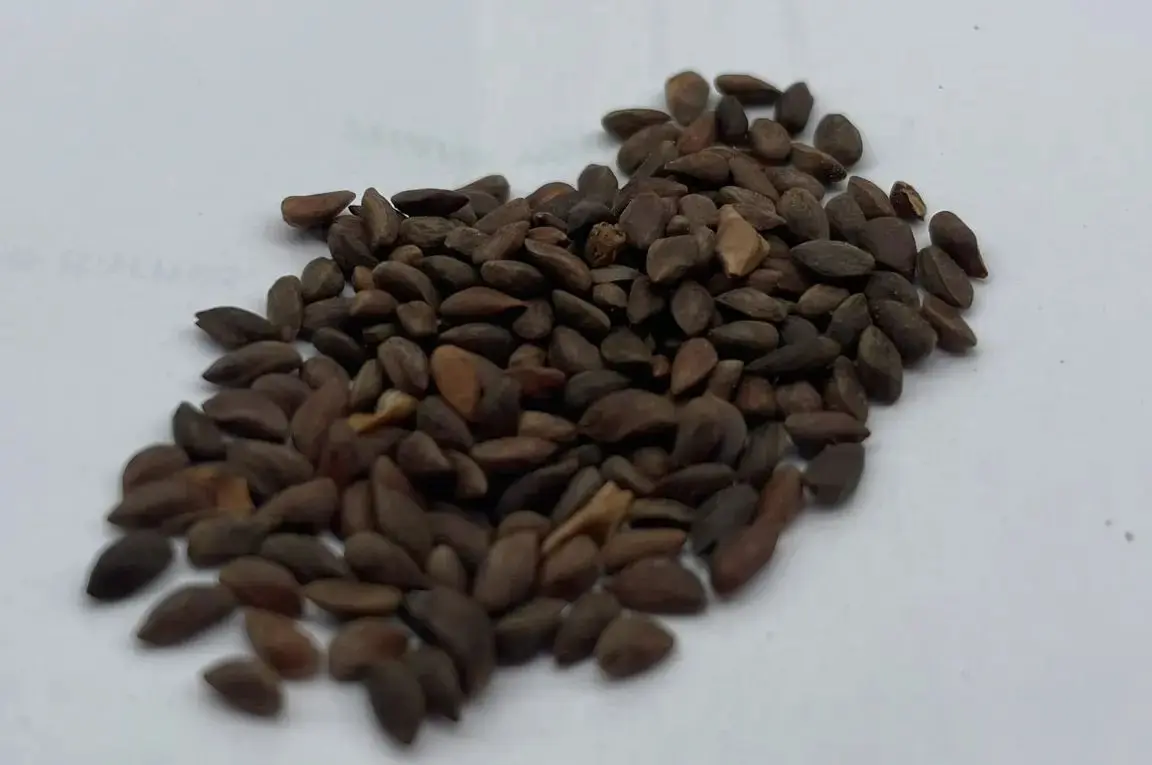 Picea wilsonii - Wilson Spruce Seeds