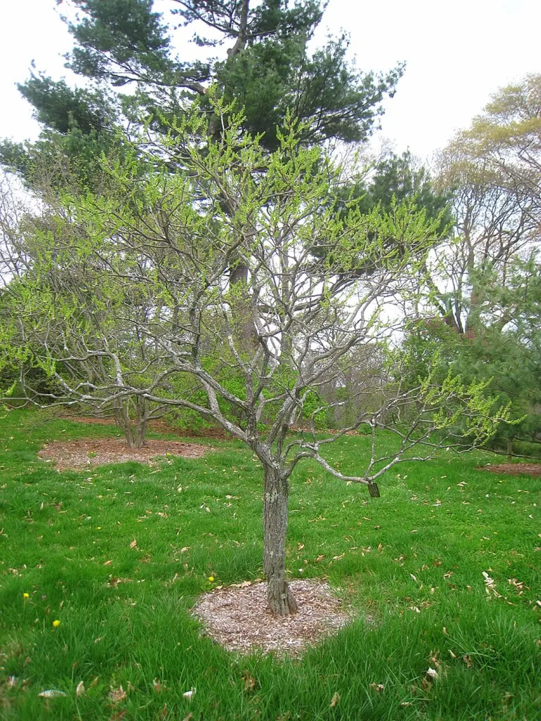 Shinyleaf Yellowhorn Seeds - Image 6