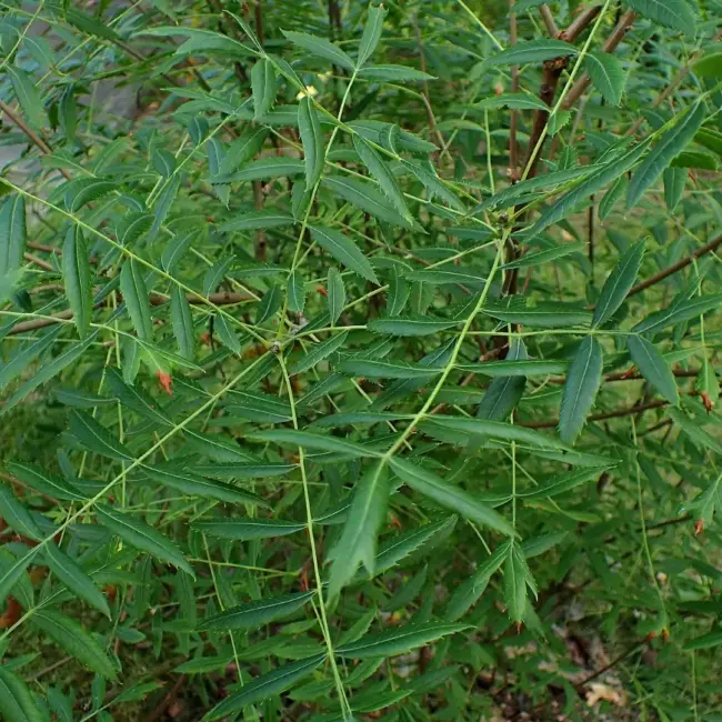 Shinyleaf Yellowhorn Seeds - Image 5