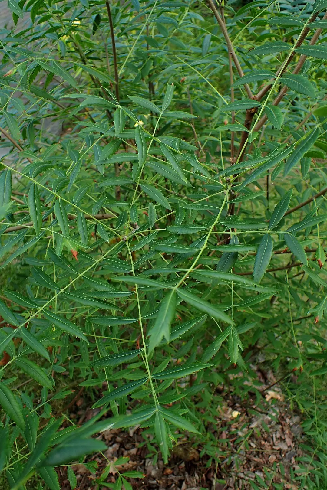 Shinyleaf Yellowhorn Seeds - Image 5