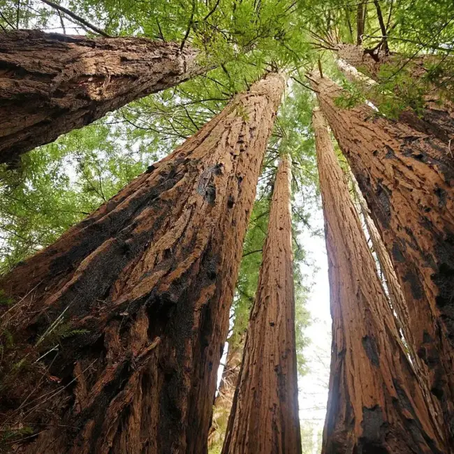 Coast Redwood Seeds (CA, USA) - Image 3