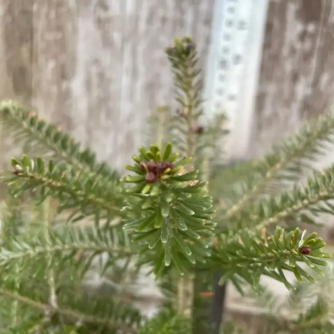 Korean Fir Tree 20/40cm (2L) - Image 4