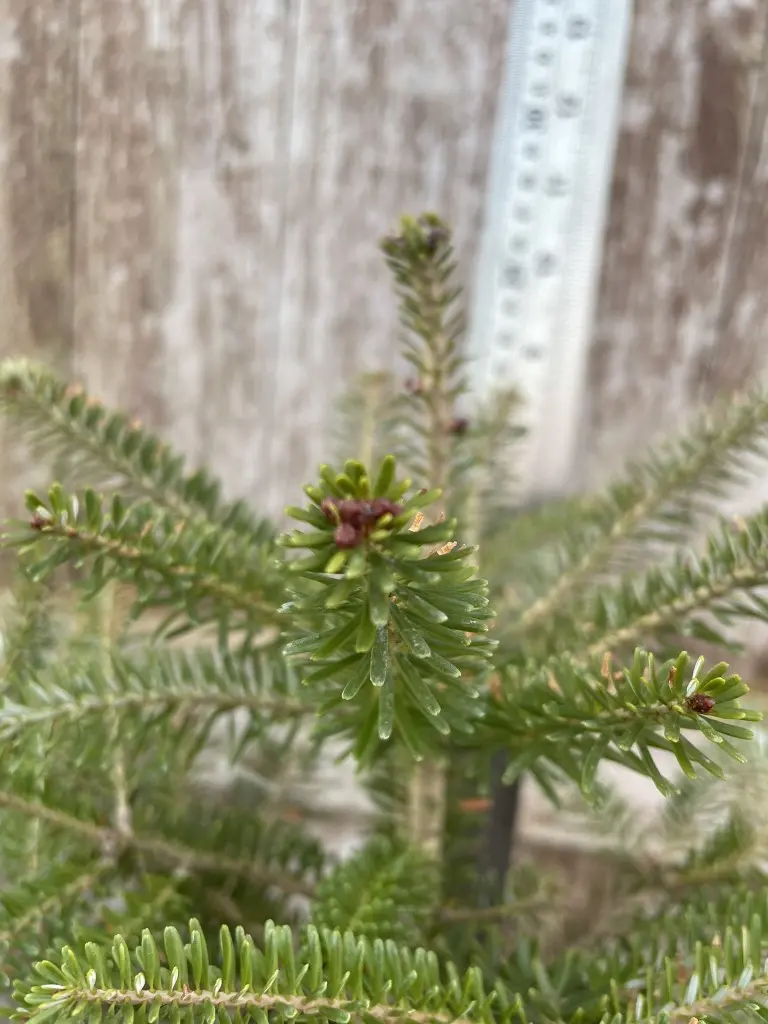 Korean Fir Tree 20/40cm (2L) - Image 5