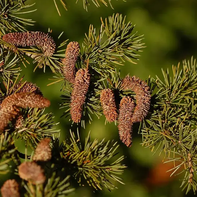 Cedrus atlantica Atlas Cedar Seeds