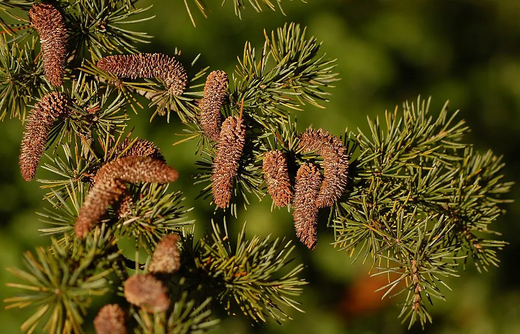 Cedrus atlantica Atlas Cedar Seeds