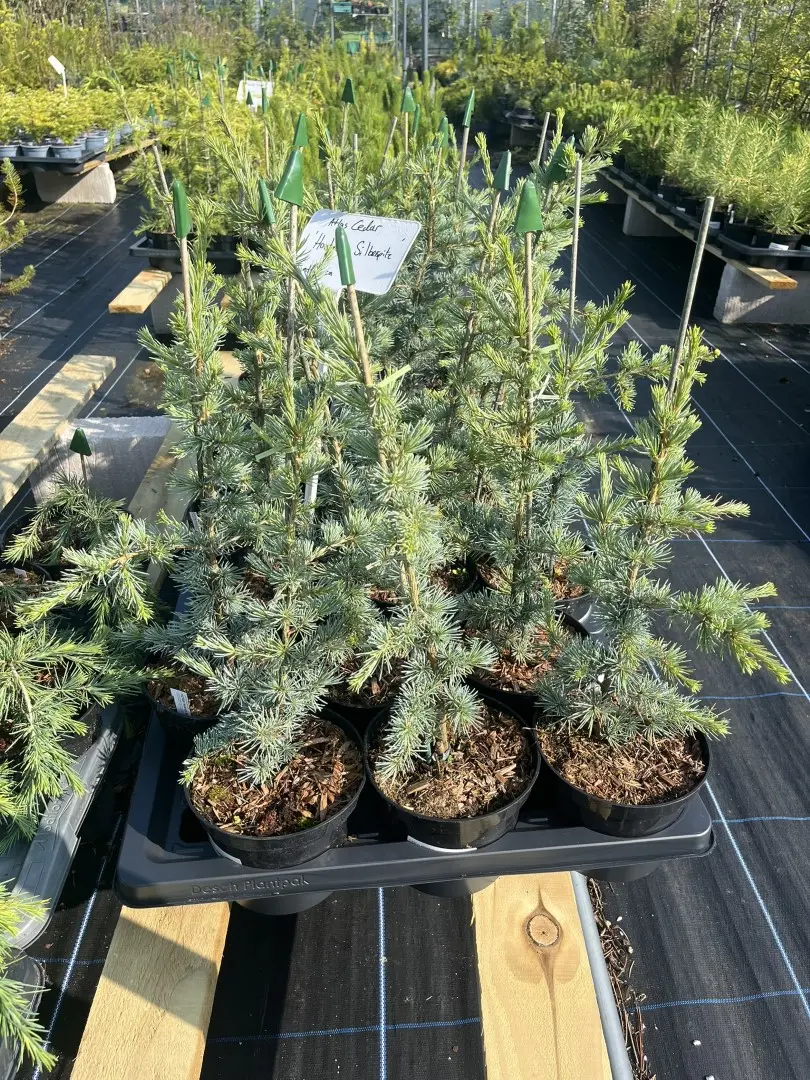 Cedrus atlantica - Atlas Cedar 'Horstmann Silberspitz'