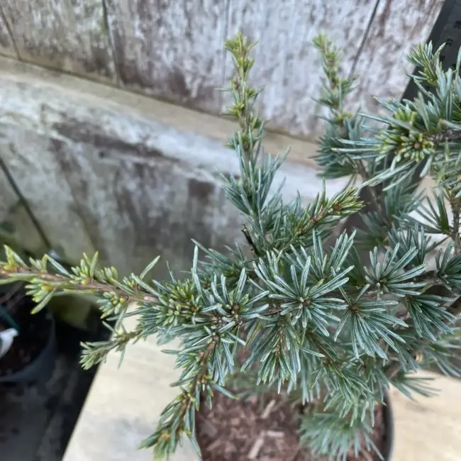 Atlas Cedar 'Horstmann Silberspitz' 40/60cm (2L) - Image 2
