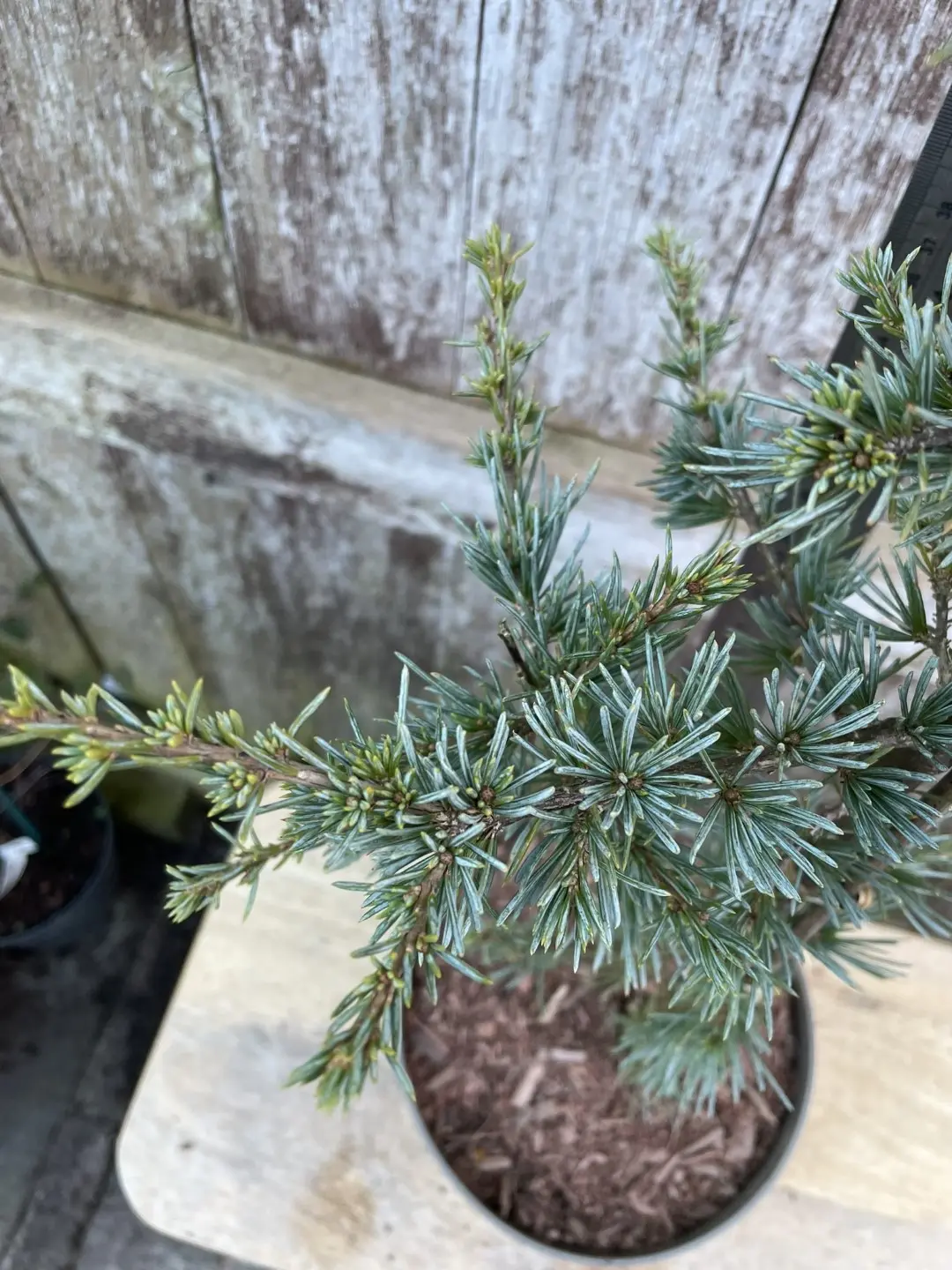 Atlas Cedar 'Horstmann Silberspitz' 40/60cm (2L) - Image 2