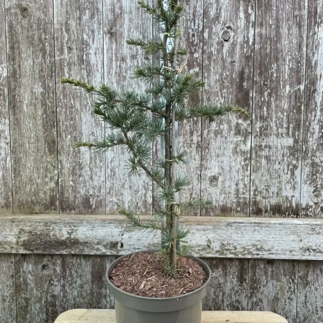 Atlas Cedar 'Horstmann Silberspitz' 40/60cm (2L)