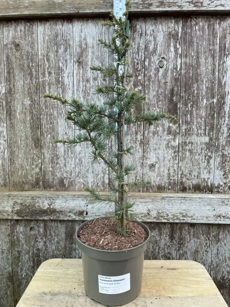 Atlas Cedar 'Horstmann Silberspitz' 40/60cm (2L)