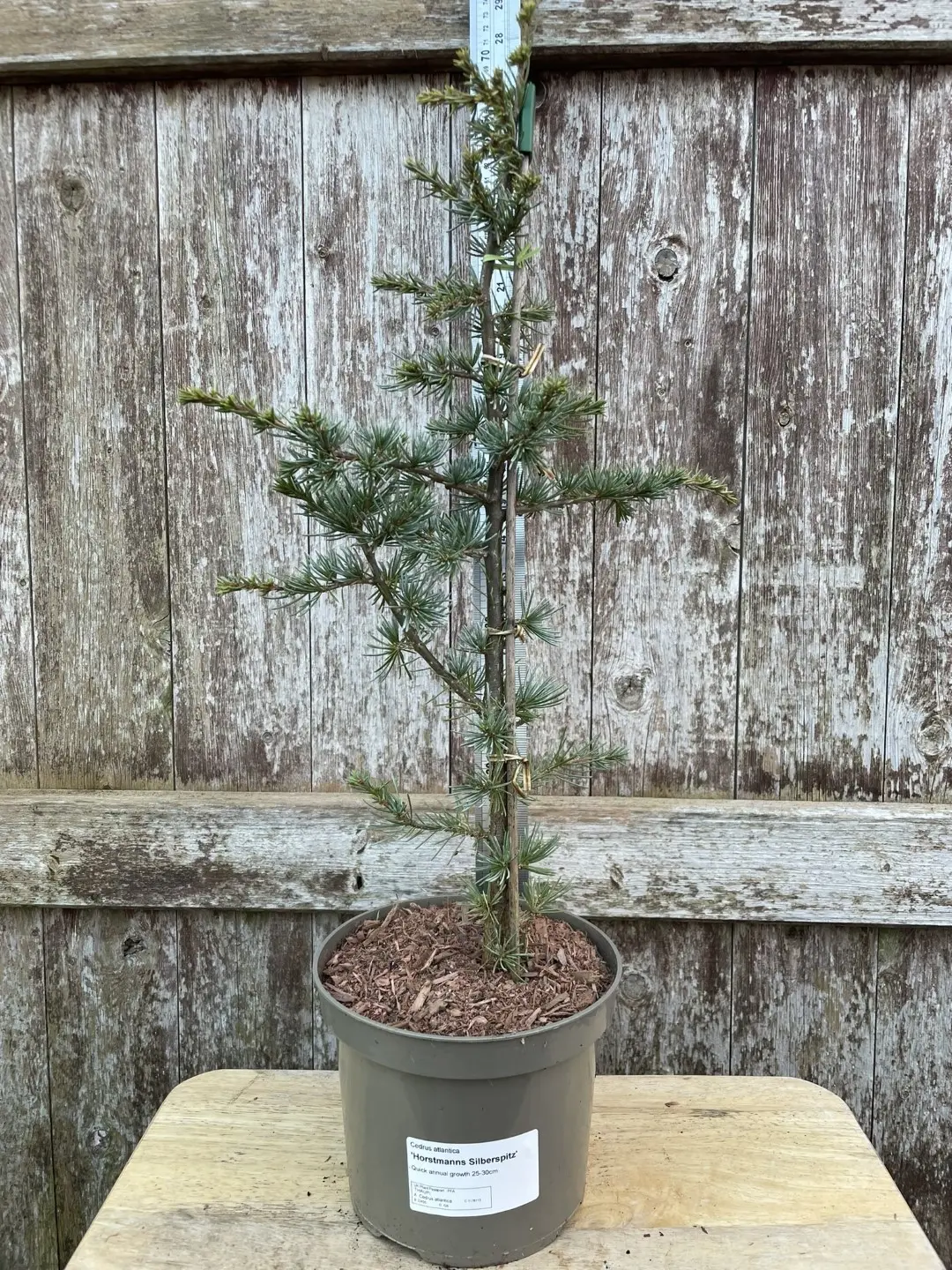 Atlas Cedar 'Horstmann Silberspitz' 40/60cm (2L)