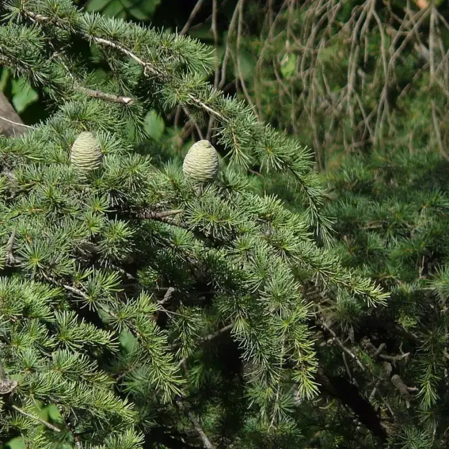 Deodar Cedar Seeds