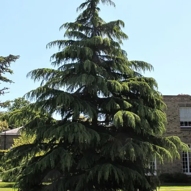 Deodar Cedar Seeds - Image 2