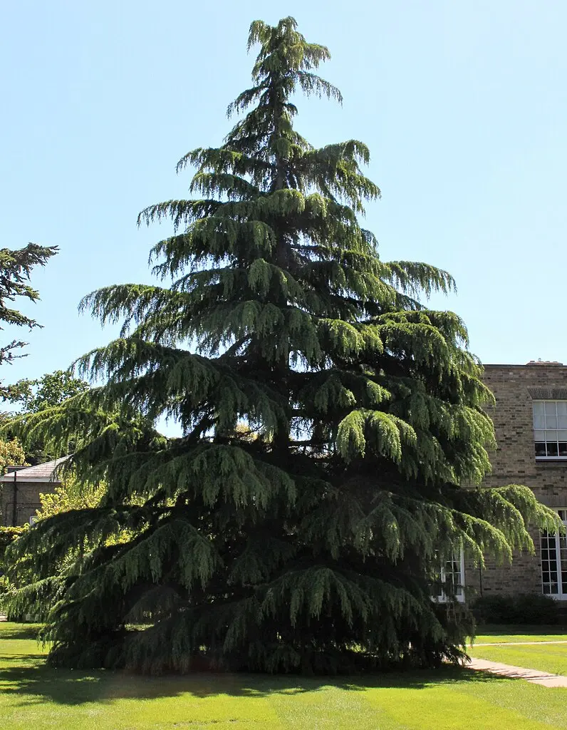 Deodar Cedar Seeds - Image 2