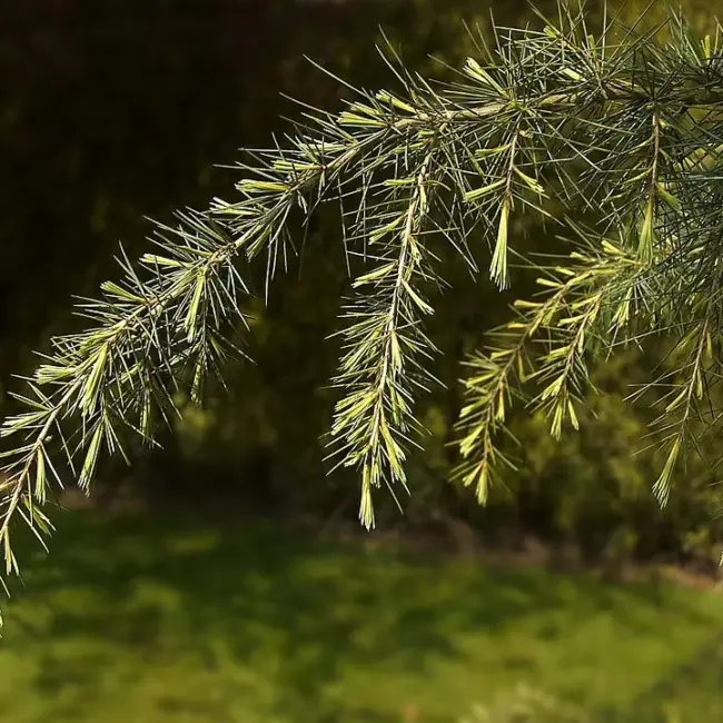 Deodar Cedar Seeds - Image 3